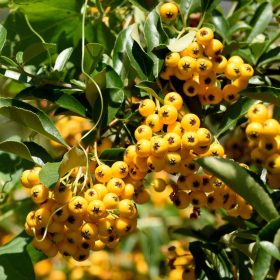 Tűztövis – Pyracantha 'Saphyr Jaune'