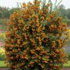 Tűztövis – Pyracantha 'Saphyr Jaune'