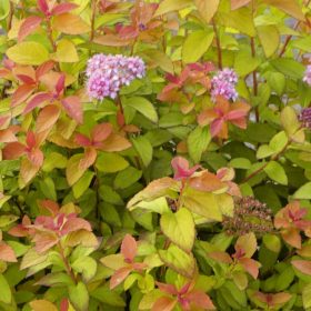   Japán gyöngyvessző – Spiraea japonica 'Zen'Spirit Caramel'