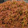 Japán gyöngyvessző – Spiraea japonica 'Zen'Spirit Caramel'