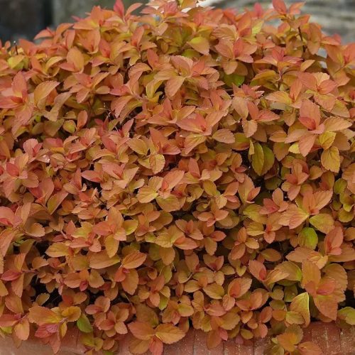 Japán gyöngyvessző – Spiraea japonica 'Zen'Spirit Caramel'