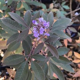 Barátcserje – Vitex 'Flip Side'