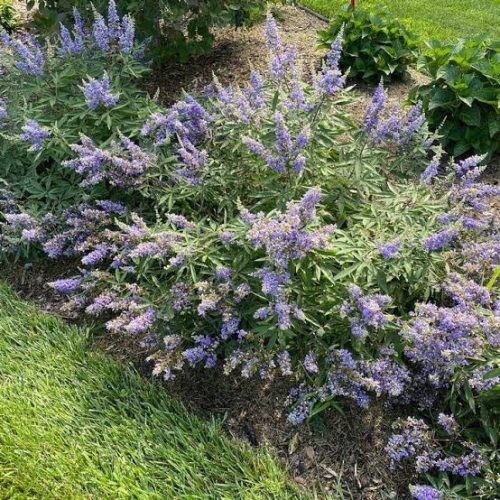 Barátcserje – Vitex 'Flip Side'