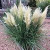 Törpe pampafű – Cortaderia selloana 