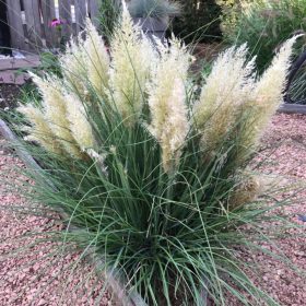 Törpe pampafű – Cortaderia selloana 