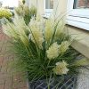 Törpe pampafű – Cortaderia selloana 