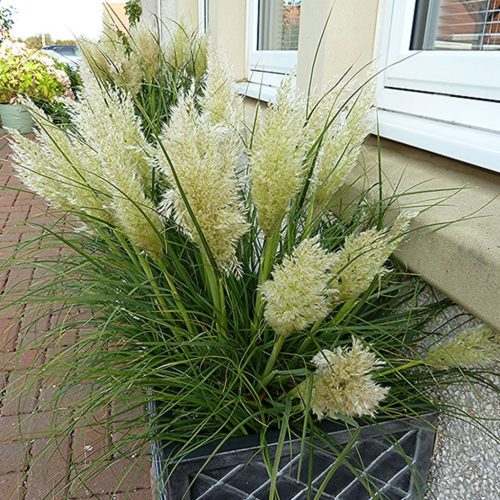 Törpe pampafű – Cortaderia selloana 