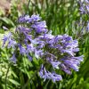 Afrikai szerelemvirág – Agapanthus africanus