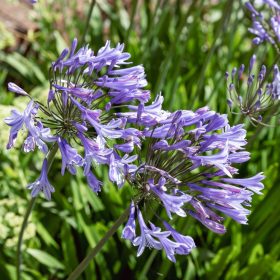 Afrikai szerelemvirág – Agapanthus africanus