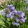 Afrikai szerelemvirág – Agapanthus africanus