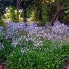 Afrikai szerelemvirág – Agapanthus africanus