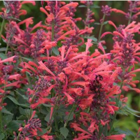 Illatos izsópfű – Agastache 'Kudos Coral'