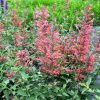 Illatos izsópfű – Agastache 'Kudos Coral'