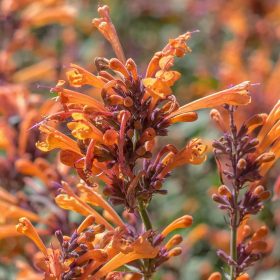 Illatos izsópfű – Agastache 