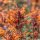 Illatos izsópfű – Agastache 