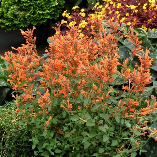 Illatos izsópfű – Agastache 