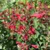 Illatos izsópfű – Agastache 'Kudos Red'