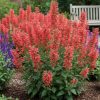 Illatos izsópfű – Agastache 'Kudos Red'