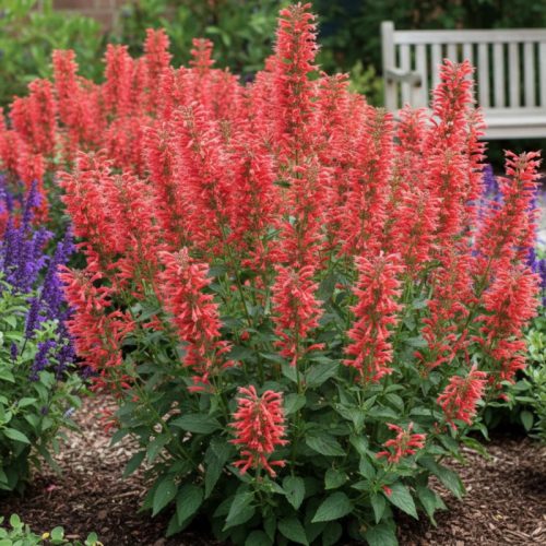 Illatos izsópfű – Agastache 'Kudos Red'