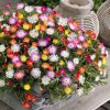 Délvirág – Delosperma cooperi 'Ice Cream MixMasters® Swirl'