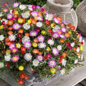   Délvirág – Delosperma cooperi 'Ice Cream MixMasters® Swirl'