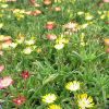 Délvirág – Delosperma cooperi 'Ice Cream MixMasters® Swirl'