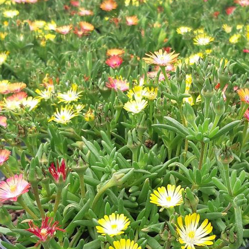 Délvirág – Delosperma cooperi 'Ice Cream MixMasters® Swirl'