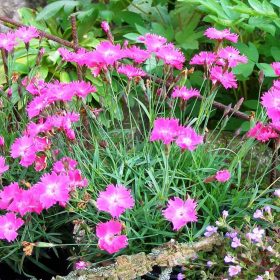 Kahori szegfű – Dianthus 'Kahori'