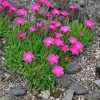 Kahori szegfű – Dianthus 'Kahori'