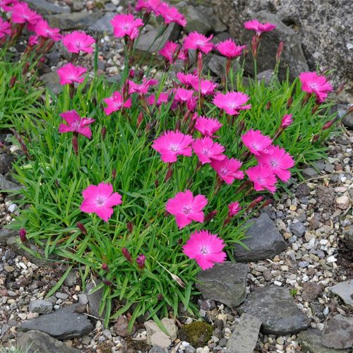 Kahori szegfű – Dianthus 'Kahori'
