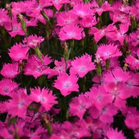 Kahori szegfű – Dianthus 'Kahori Scarlet'
