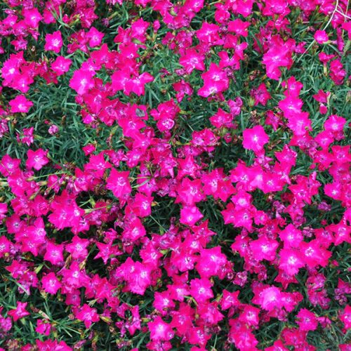 Kahori szegfű – Dianthus 'Kahori Scarlet'