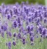 Angol levendula – Lavandula angustifolia 'Hidcote Blue'