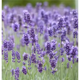   Angol levendula – Lavandula angustifolia 'Hidcote Blue'