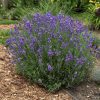 Angol levendula – Lavandula angustifolia 'Hidcote Blue'