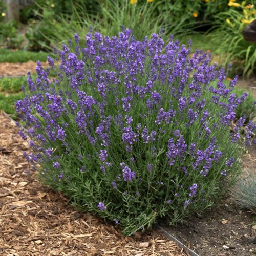 Angol levendula – Lavandula angustifolia 'Hidcote Blue'