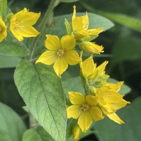 Pettyegetett lizinka – Lysimachia punctata