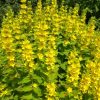 Pettyegetett lizinka – Lysimachia punctata