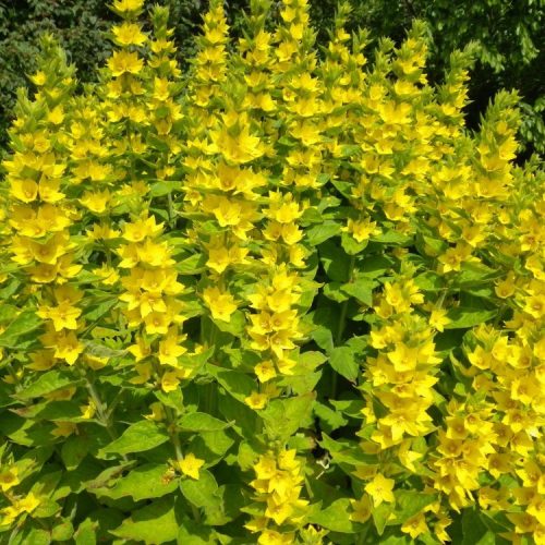 Pettyegetett lizinka – Lysimachia punctata