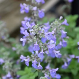 Macskamenta – Nepeta 'Picture Purrfect'