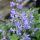 Macskamenta – Nepeta 'Picture Purrfect'