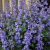 Macskamenta – Nepeta 'Picture Purrfect'