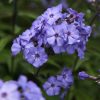 Bugás lángvirág – Phlox paniculata 'Blue Paradise'