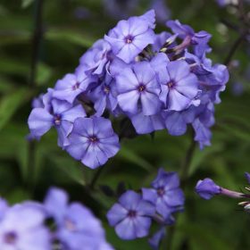   Bugás lángvirág – Phlox paniculata 'Blue Paradise'