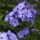 Bugás lángvirág – Phlox paniculata 'Blue Paradise'