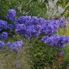 Bugás lángvirág – Phlox paniculata 'Blue Paradise'