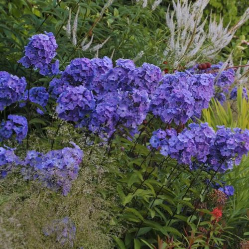 Bugás lángvirág – Phlox paniculata 'Blue Paradise'