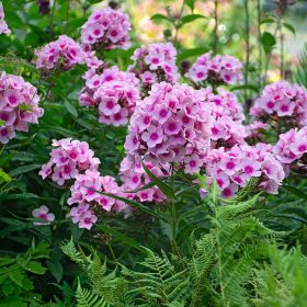   Bugás lángvirág – Phlox paniculata 'Bright Eyes'