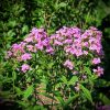 Bugás lángvirág – Phlox paniculata 'Bright Eyes'