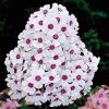 Bugás lángvirág – Phlox paniculata 'Europa'